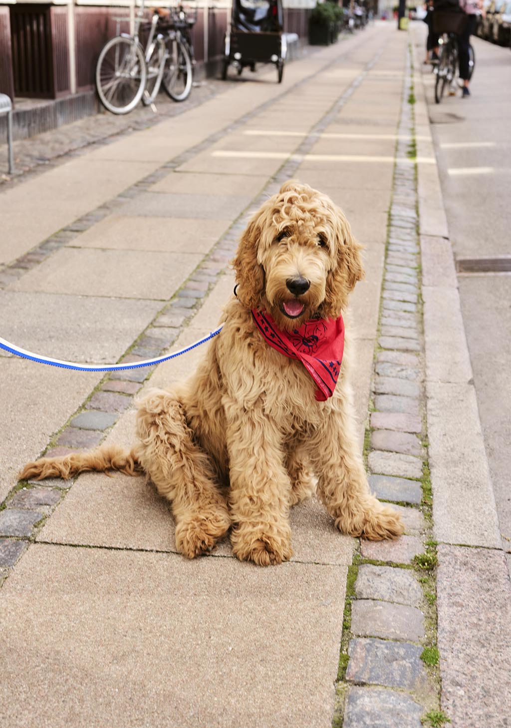 HAY Dogs Scarf - Red
