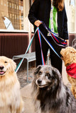 HAY Dogs Scarf - Red