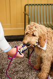 HAY Dogs Rope Toy - Blue/ Purple/ Ochre