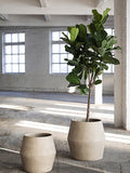 Ghiveci Earth S Brown