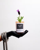 Lumânare Wild Brooklyn Lavender