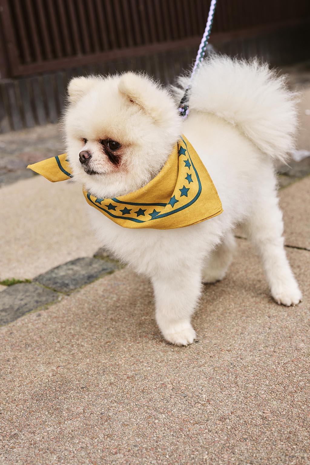 HAY Dogs Scarf - Ochre