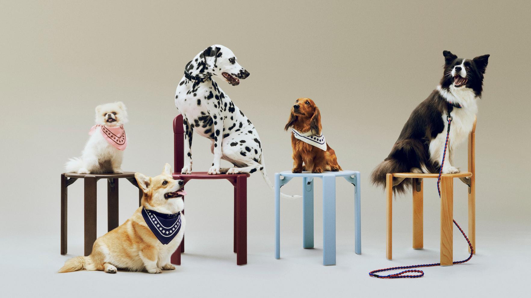 HAY Dogs Scarf (Recycled) - Off-white with blue