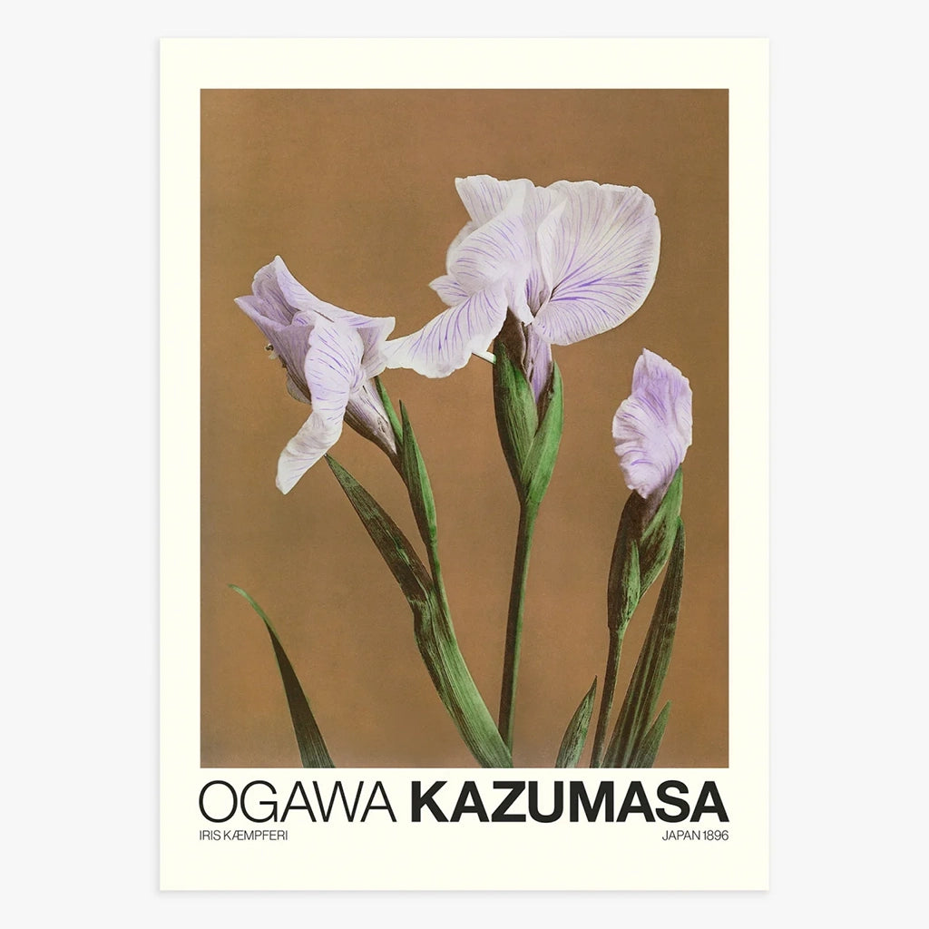 Iris Kæmpferi by Ogawa Kazumasa Poster